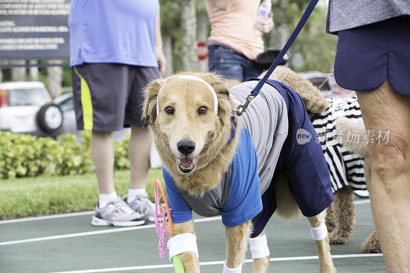 金毛猎犬为万圣节服装比赛打网球