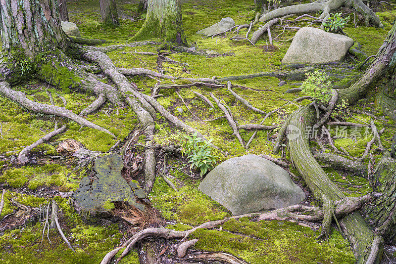 禅宗花园细节与根和青苔在春寺