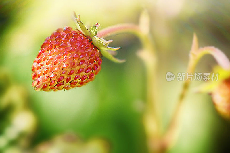 成熟的野草莓