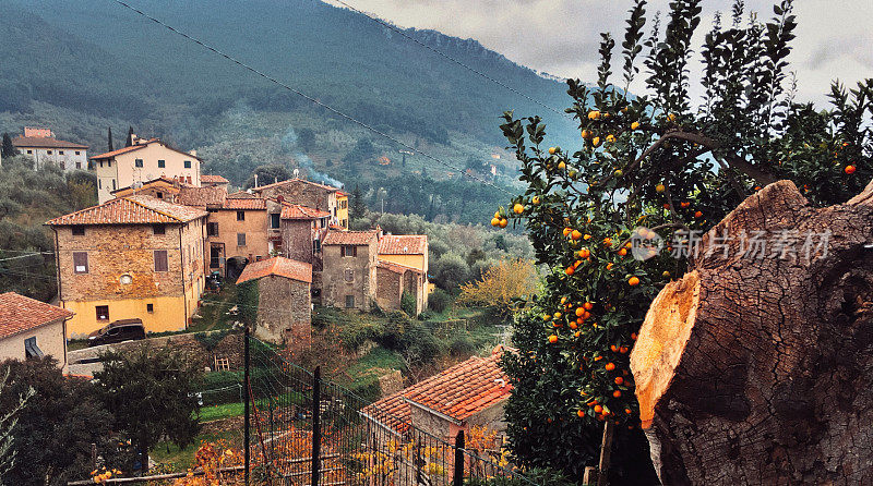 橘子树和意大利托斯卡纳的一个山村