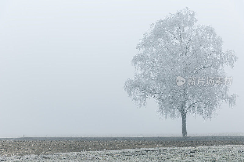冬天多雾的早晨，寂寞的树