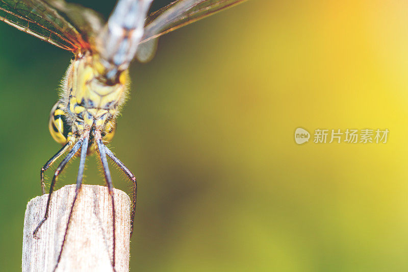 在宏观复制空间中拍摄的夏天蜻蜓虫在干竹竿上的后视图