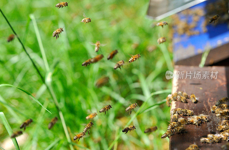 蜂箱前的一群蜜蜂