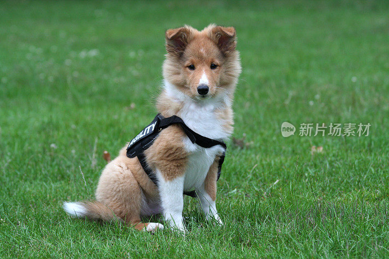 可爱的小Sheltie