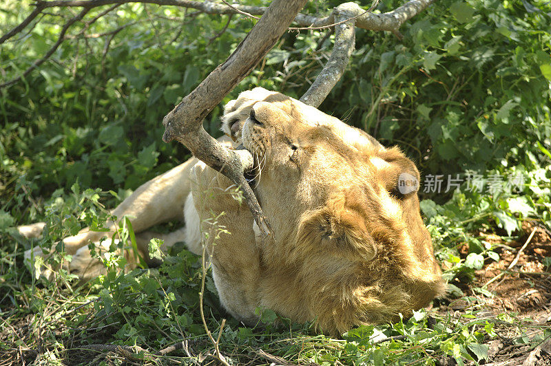 小狮子在阴凉处休息