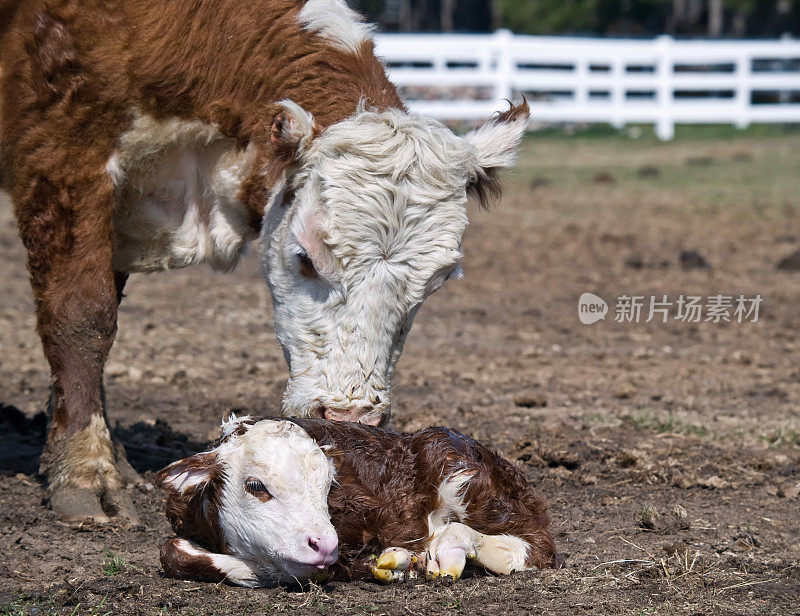 母牛及新生牛犊