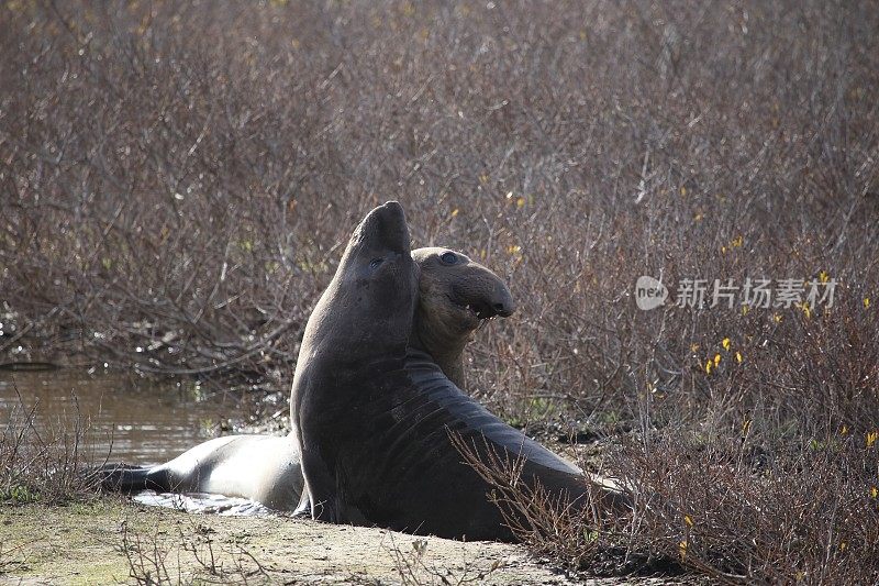 象海豹的战斗