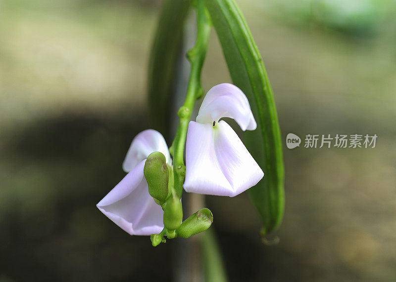 绿豆和它的花