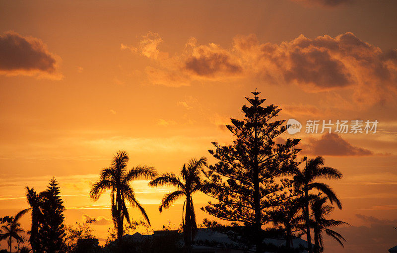 日落在佩吉特教区，百慕大，棕榈树-橙色的天空。