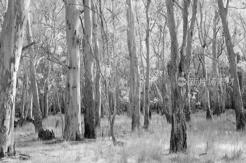 红胶森林(黑白红外图像)