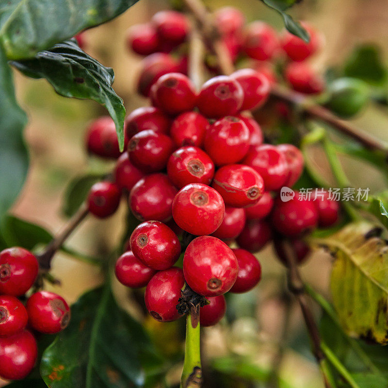 东非肯尼亚种植园的咖啡樱桃特写