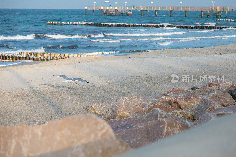 一只大海鸥正飞过海滩