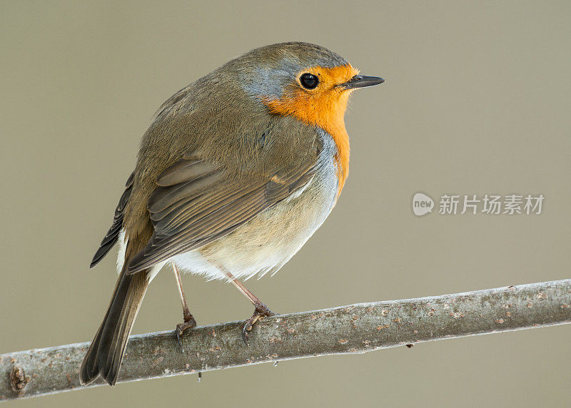 欧洲罗宾(红心rubecula)