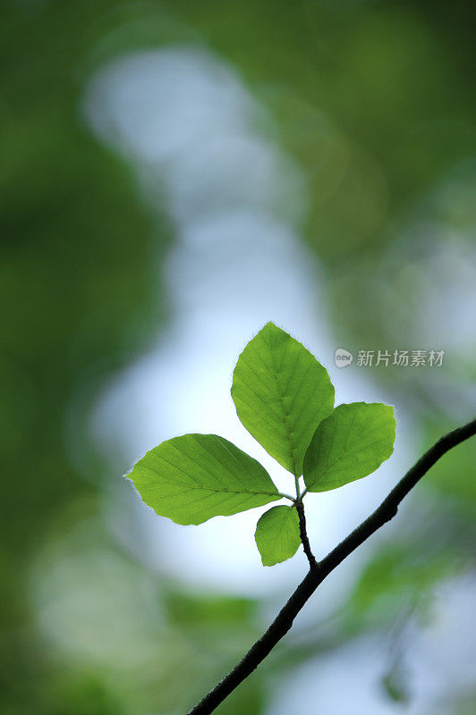 背光山毛榉的叶子