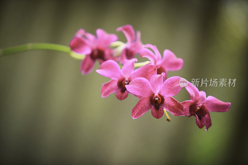 色彩斑斓的兰花的花