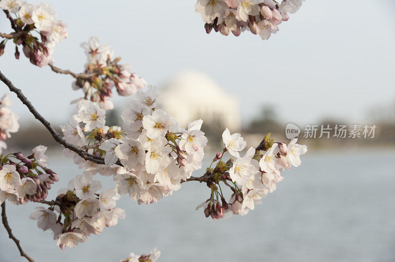 杰弗逊纪念堂里的樱花模糊了