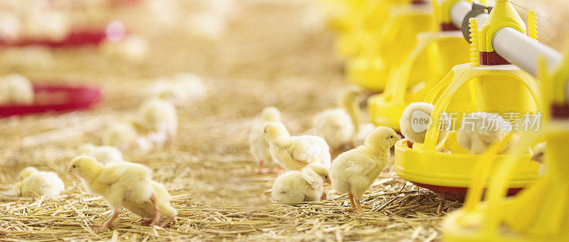 一群小鸡在农场觅食