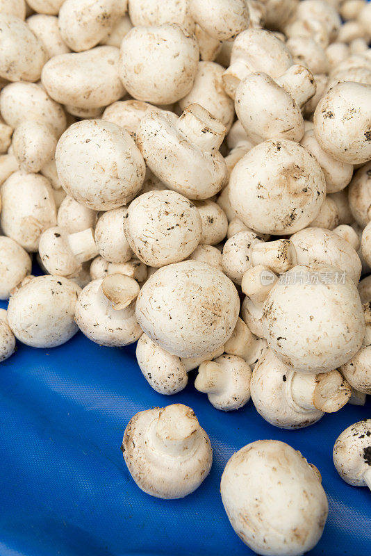 农贸市场的白蘑菇