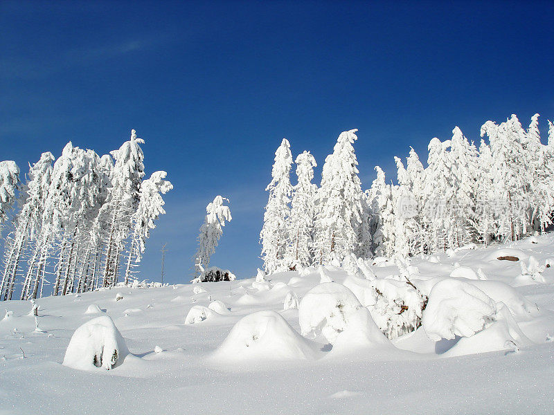 冬天的景观与雪和冷杉在黑森林