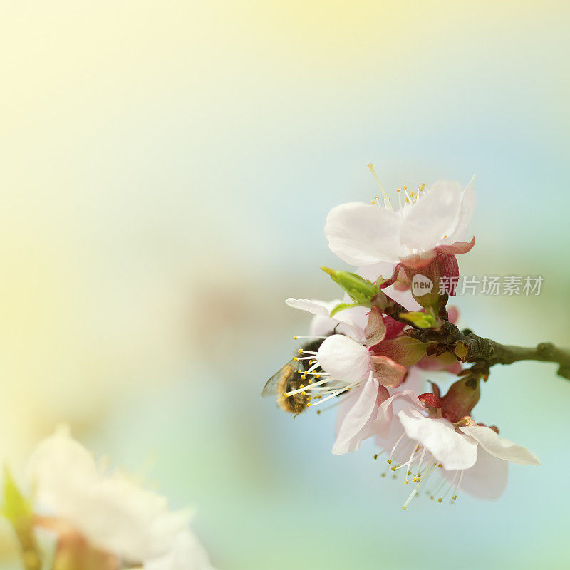 樱花上的蜜蜂