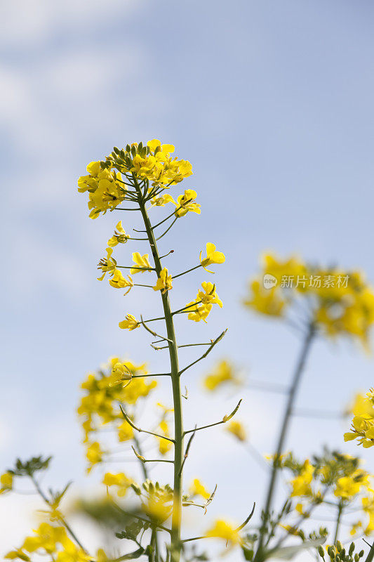 生物燃料(油菜)