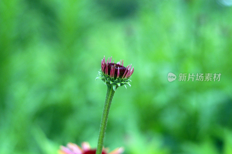 开始松果菊(紫锥菊)