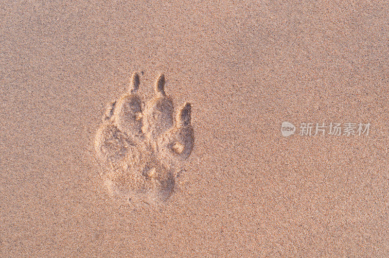 黄昏时沙地上的狗爪印