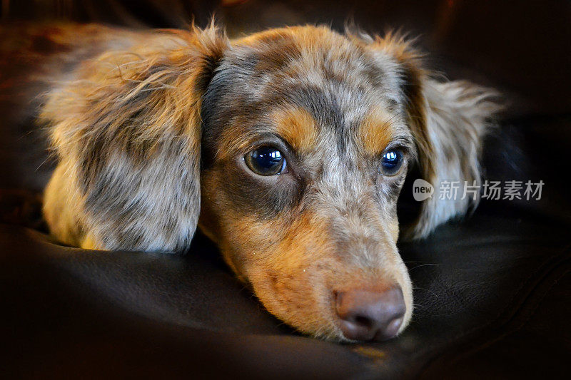 吉娃娃腊肠犬的杂交狗被称为墨西哥热狗或Chiweenie