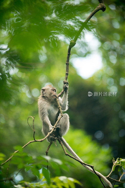 树上的猴子