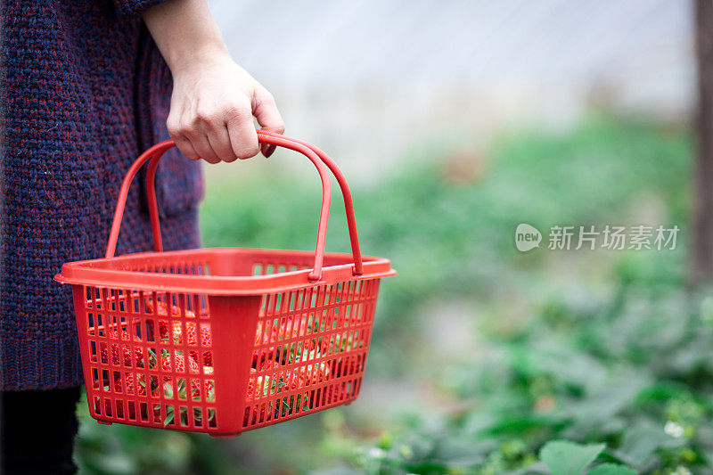 亚洲女人在草莓温室