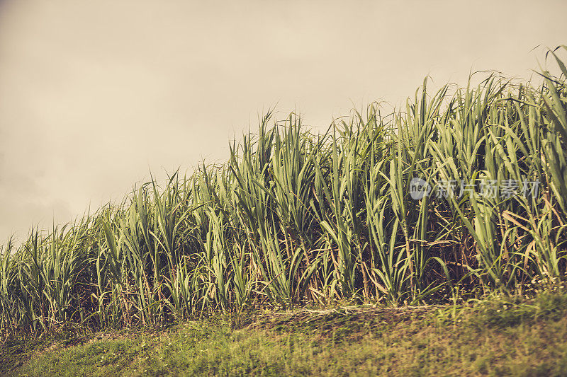 加勒比海的甘蔗田