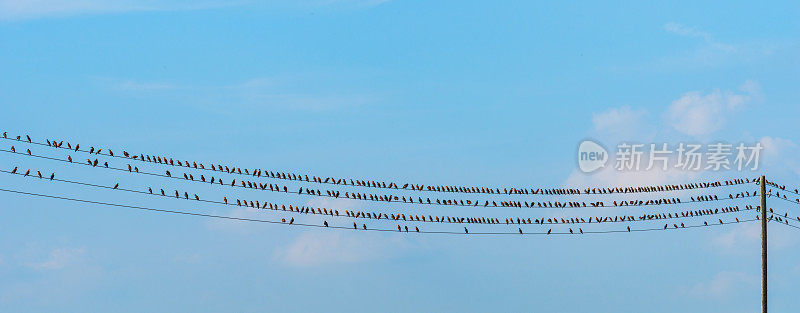 一群椋鸟坐在电线上