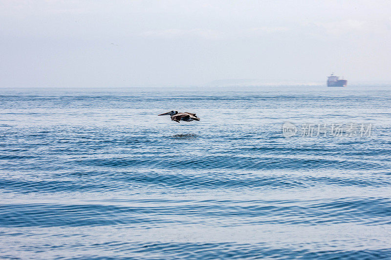 鹈鹕在海浪上低飞