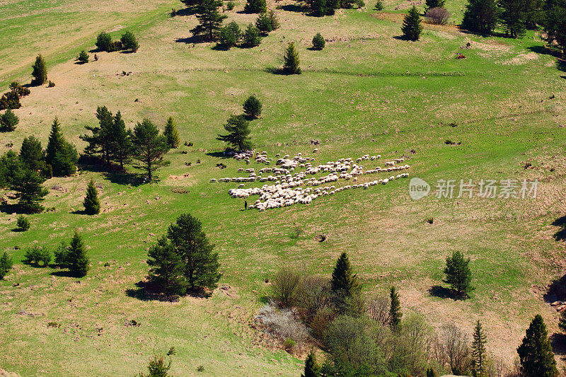 春天。山谷中的羊群。Pieniny,波兰。