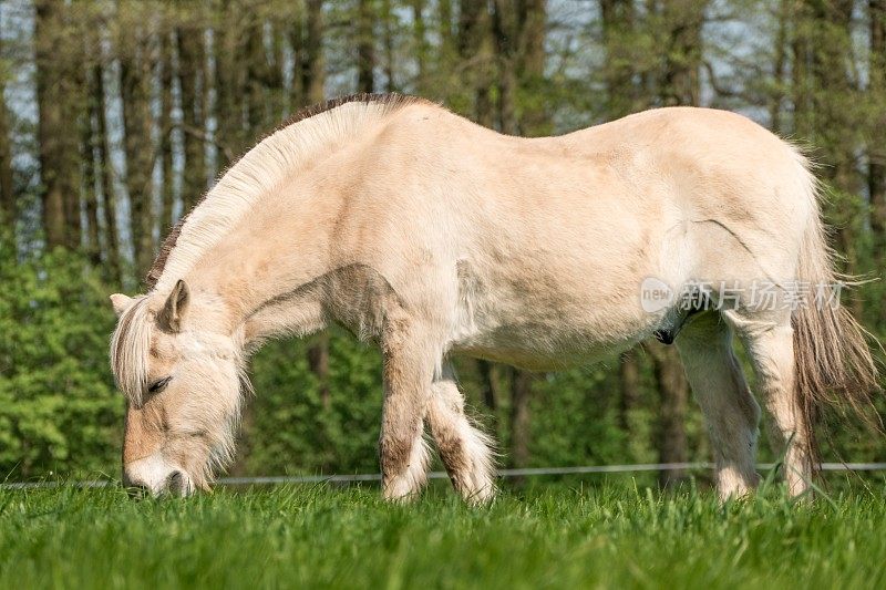 正在吃草的马――春天里的小马驹