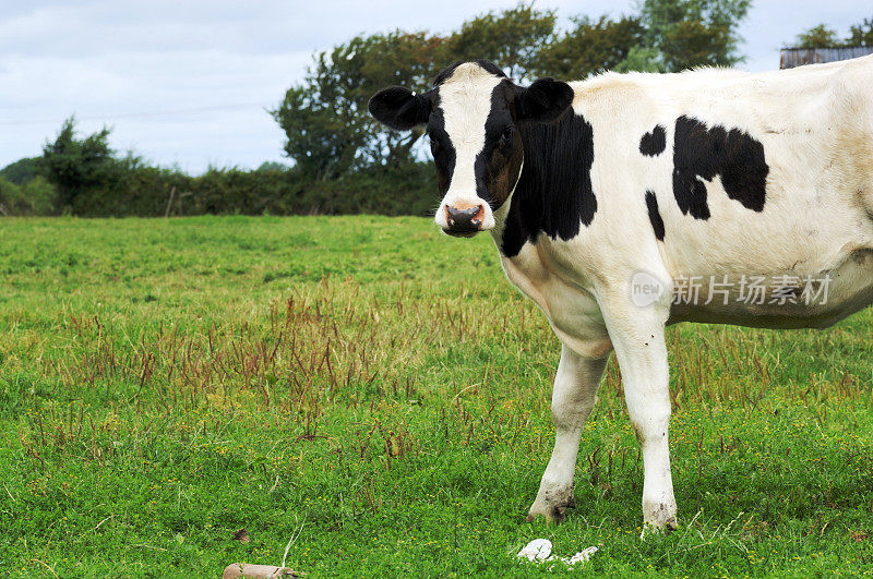 奶牛在农田里看着摄像机