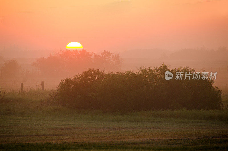 夏日清晨的薄雾笼罩着田野和灌木丛，太阳正在升起