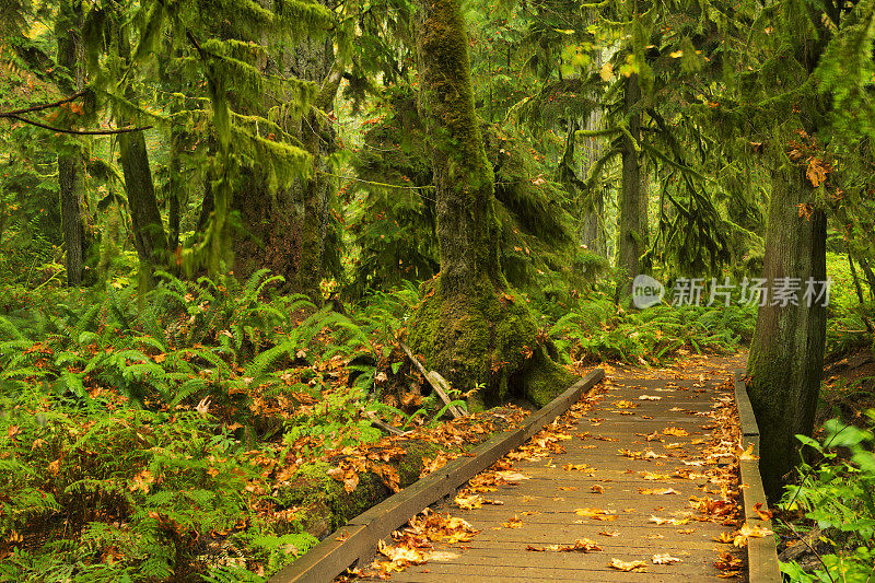 穿过茂密的雨林的木板路，大教堂格罗夫，加拿大温哥华岛