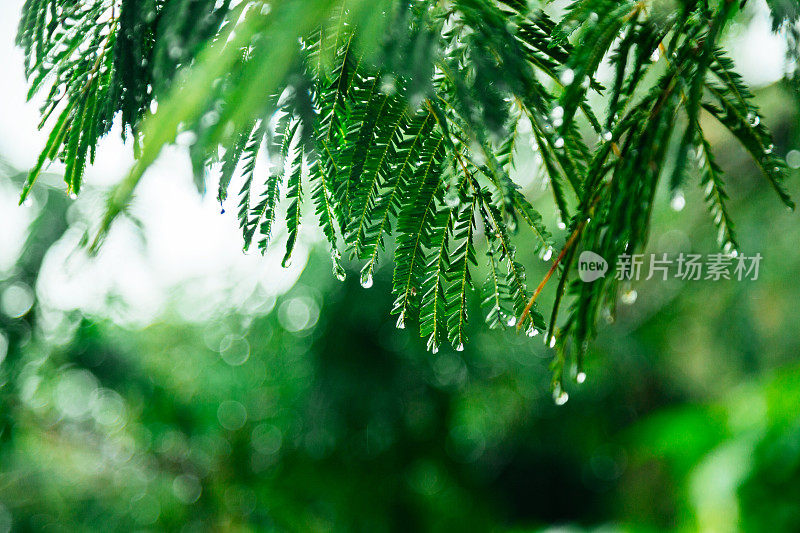 绿色的树叶和雨滴