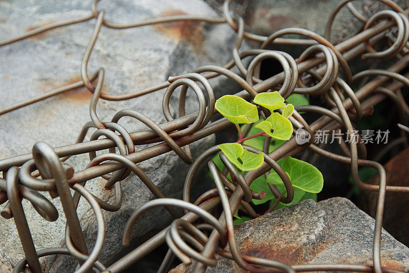 植物生长在覆盖着铁丝网的石墙上