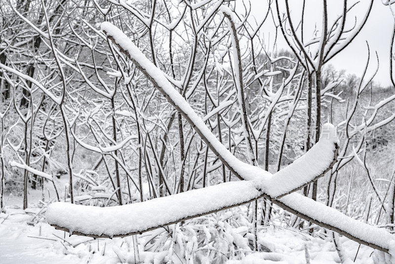 冬天的森林里下雪了