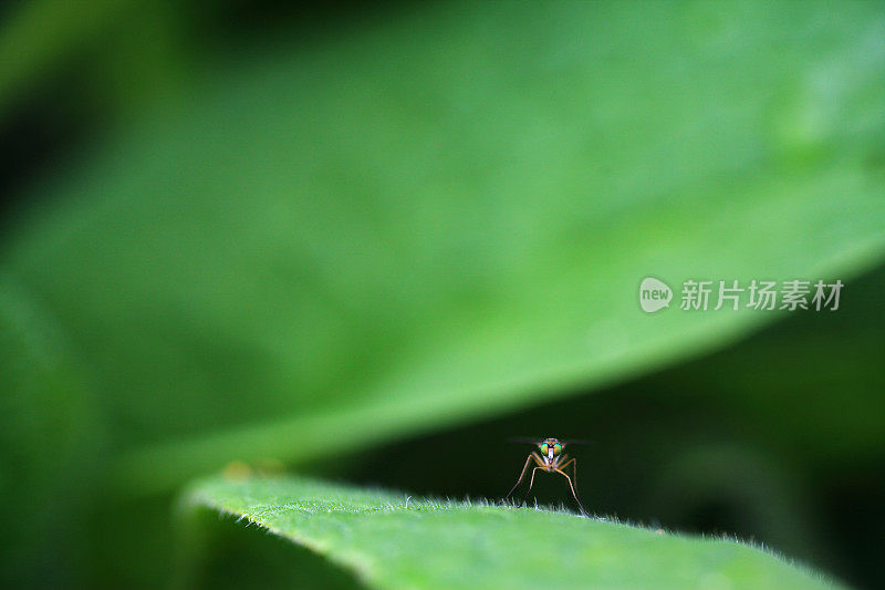 飞眼昆虫叶片特写绿色