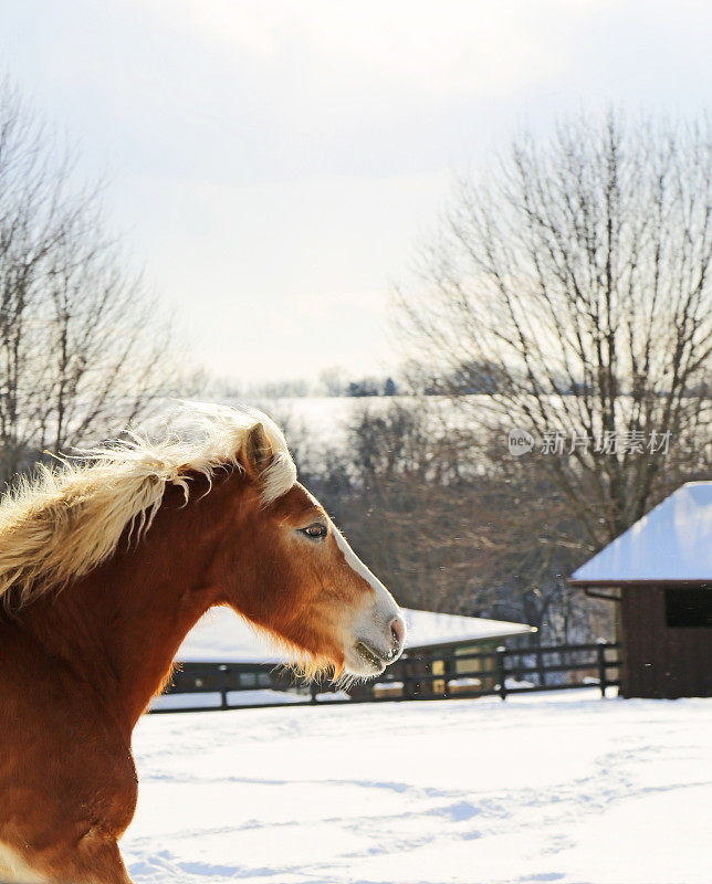 马在冬天小跑的侧面