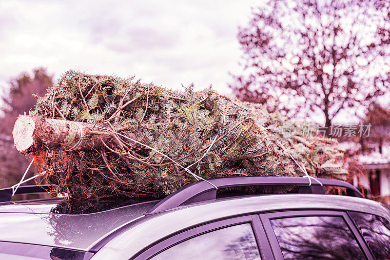 新砍下的圣诞树系在车顶架上