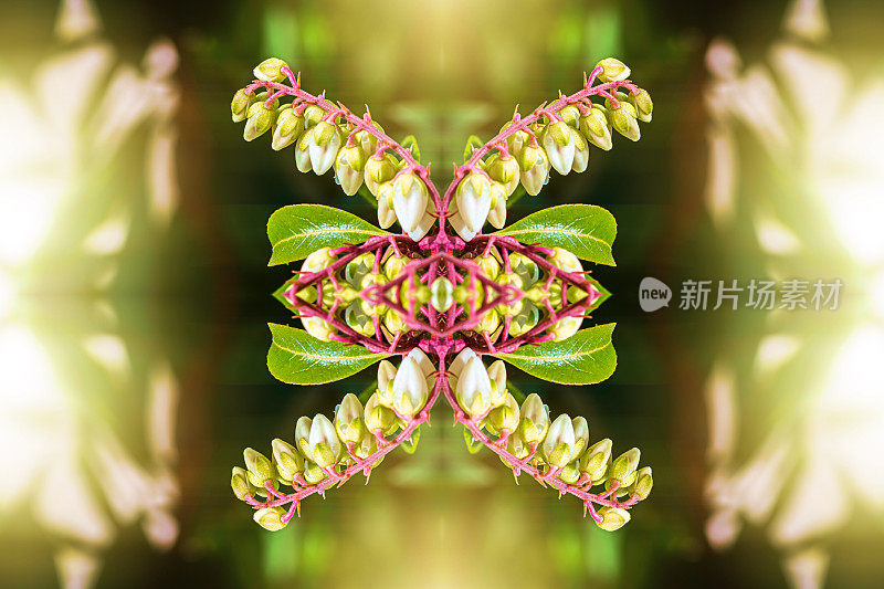 美丽清新的粳花，宏观超现实，形状对称的万花筒