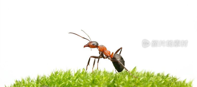 蚂蚁和苔藓