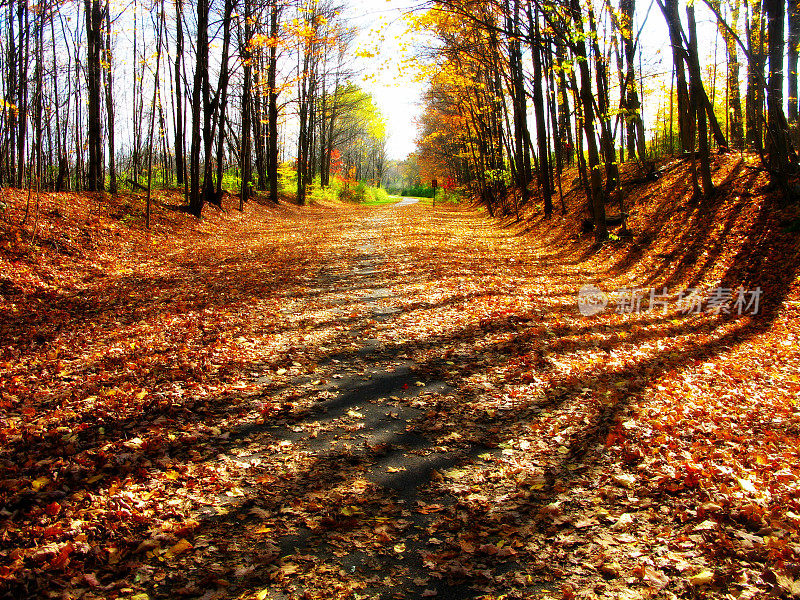 水平落叶和树影在自行车道