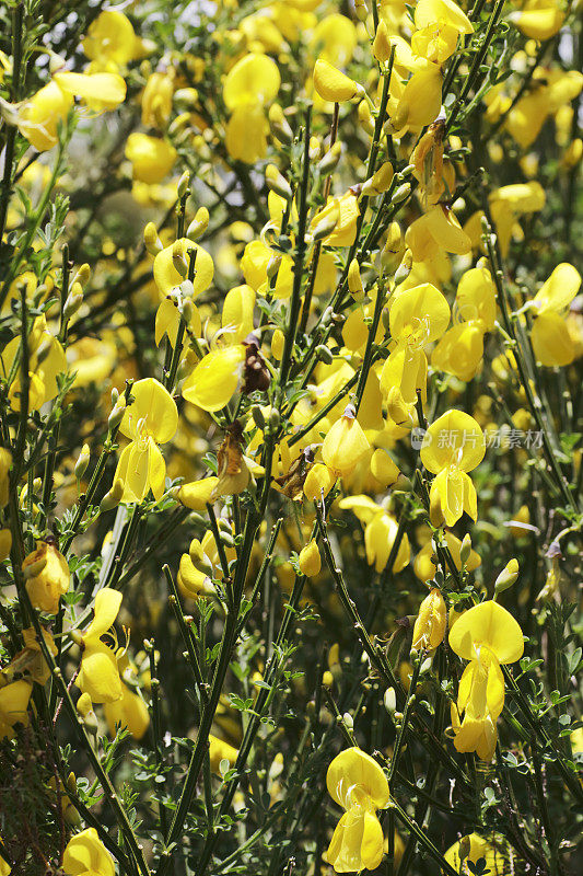 金雀花(金雀花)