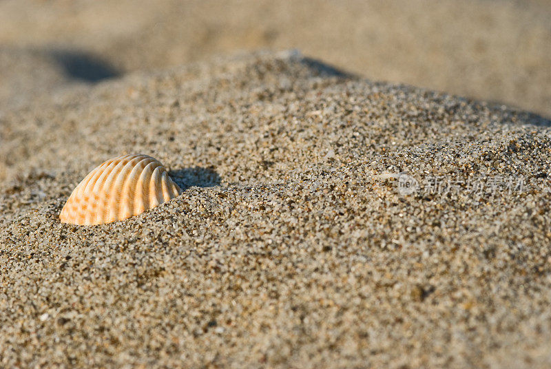 独自在海滩上贝壳