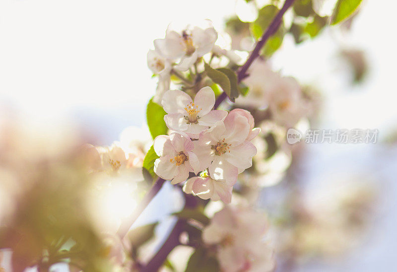 苹果树花